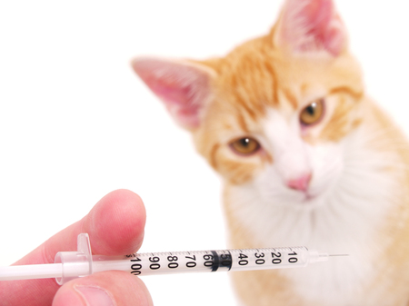 vaccins du chat