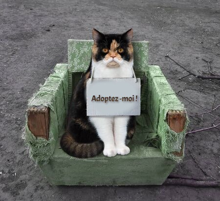adoption vieux chat
